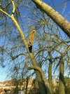 IMG_2515.jpeg