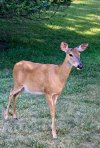 IMG_1955.jpeg