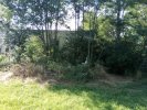brushy berm before.jpg