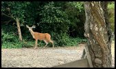 IMG_4667.jpeg