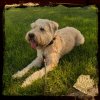 LuckyDog_Finn-Sitting.jpg