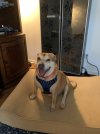 IMG_1067.jpeg