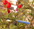Lacroix_tomates.jpg