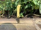 IMG_3426.jpeg