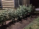 IMG_1040.jpeg