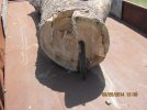 Sycamore Log Large End.jpg Sycamore Log Large End.jpg