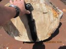 Sycamore Log Small End.jpg Sycamore Log Small End.jpg
