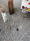 IMG_0446.jpeg