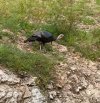 IMG_0640.jpeg