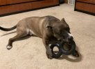 Kobe Tug of War.jpg
