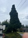 IMG_6181.jpeg