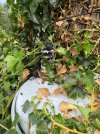 IMG_0466.jpeg