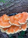 IMG_7864.jpeg