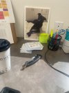 IMG_3783.jpeg