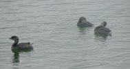 diving.ducks.jpeg