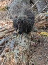 Porcupine-on-the-trail.jpg