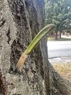 IMG_9250.jpeg