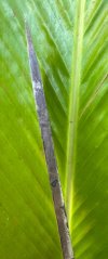IMG_1306.jpeg