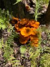 IMG_7981.jpeg