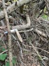 IMG_7982.jpeg