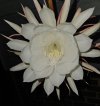 Night Blooming Cereus close up.jpg