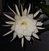 Night Blooming Ceerus.jpg