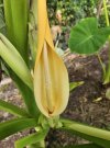 Elephant Ear Flower.jpg