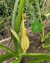 Elephant Ear 1.jpg Elephant Ear 1.jpg