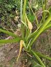 Elephant Ear 2.jpg