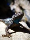 fence lizard.jpg