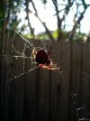 Fat-Spider-Web-768x1024.jpg