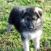 Koda Bear 4.jpg