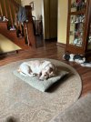 IMG_2313.jpeg