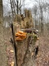 IMG_0055.jpeg