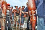 Humbolt Squid.jpg