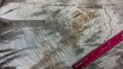 burl3.jpg