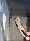 IMG_3323.jpeg