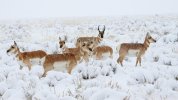 antelope-winter-3.8.23-1536x864.jpg