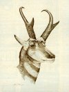 Pronghorn lithograph print002.jpg