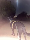IMG_4453.jpeg