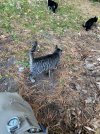 IMG_9413.jpeg