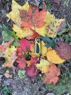 IMG_4503.jpeg