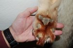 Wolf 003.jpg