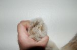 Wolf 005.jpg