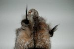 Wolf 006.jpg