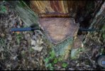 IMG_5024.jpeg