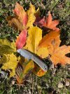 IMG_8448.jpeg