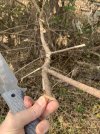 IMG_5098.jpeg