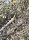 IMG_5104.jpeg