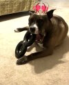 King Kobe.jpg